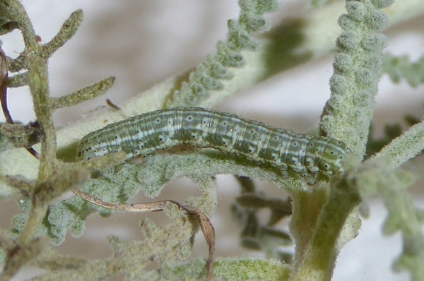 Alvaradoia numerica, Noctuidae